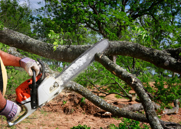 Best Soil Testing and Treatment  in Beebe, AR